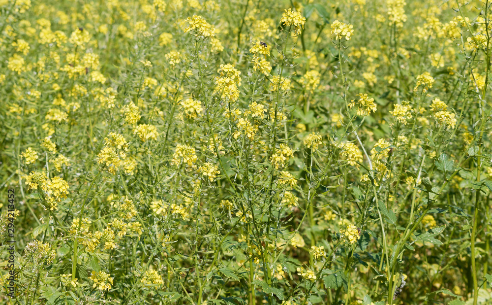 Brassica napus | Champ de Colza aux fleurs jaunes