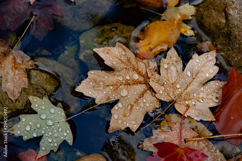 leaves in water after rain