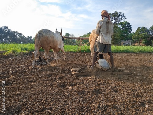 Fotografi Farmer plowing in the farm with his son in traditional way using ox