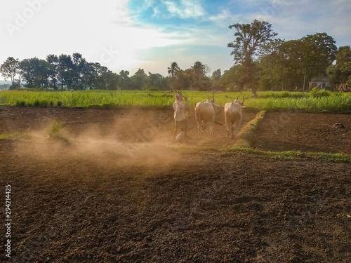 Принти на полотні Farmer plowing in the farm with his son in traditional way using ox