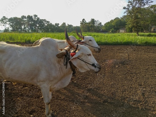 Принти на полотні Farmer plowing in the farm with his son in traditional way using ox