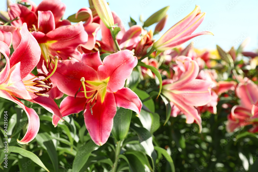 Fototapeta premium Beautiful bright pink lilies growing at flower field