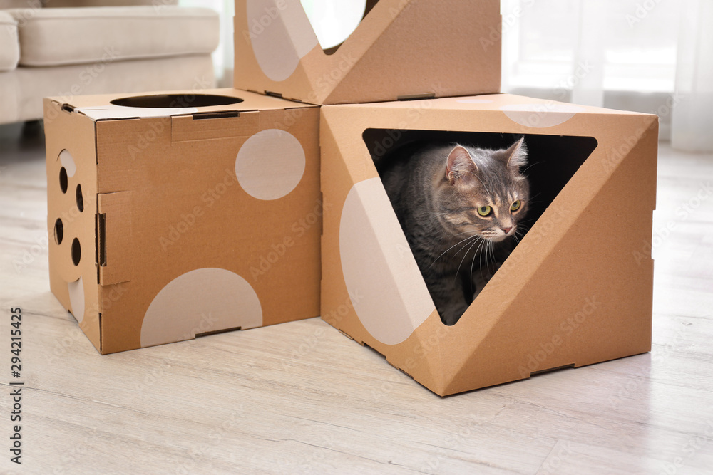 Cute gray tabby cat inside cardboard house in room. Lovely pet