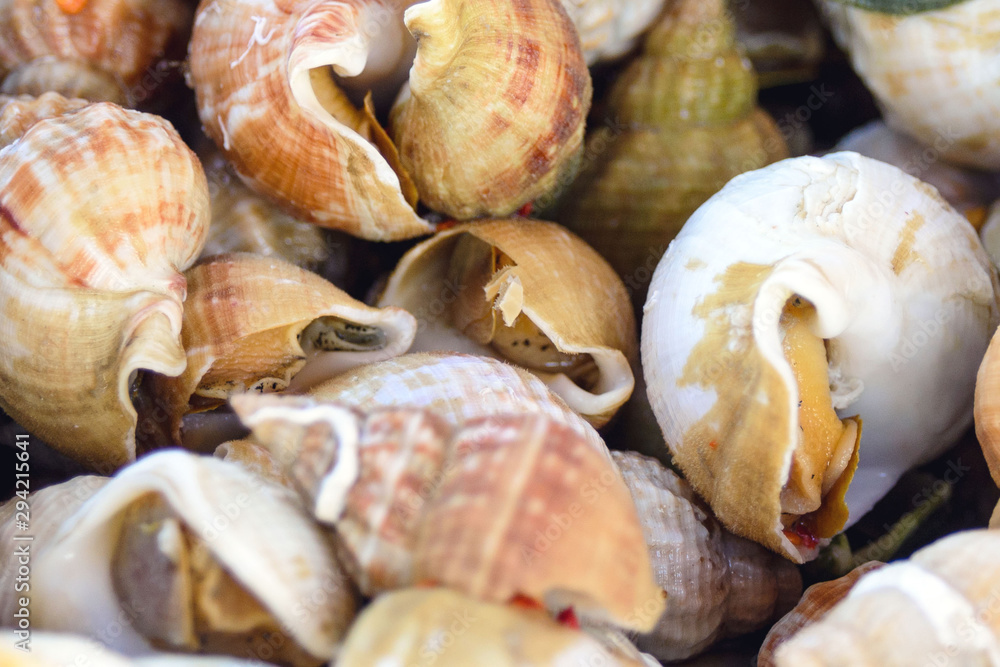 A large fresh snail trumpeter, Buccinum undatum in the Belgian city of Ostend. Seafood. Tasty lunch while traveling. Close-up. A large fresh snail trumpeter, Buccinum undatum in the Belgian city of Ostend. Seafood. Tasty lunch while traveling. Close-up.
