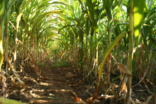 Tunnel of green corn leaves on field