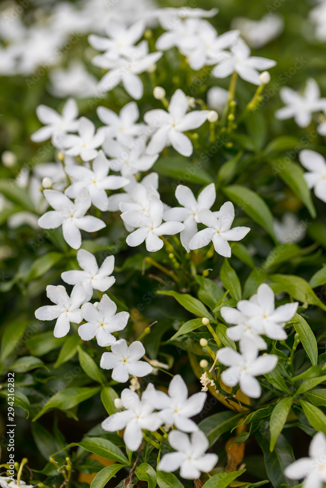Grass flower on background. image for background,wallpaper and copy space