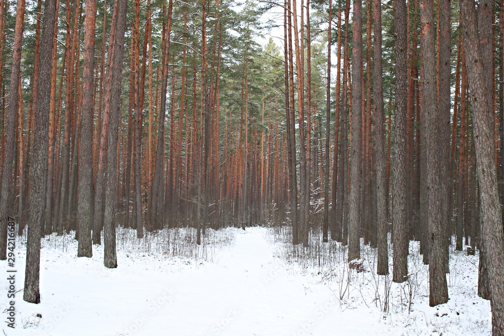 Naklejka premium Winter nature in a pine forest and white snow dusted the frozen ground