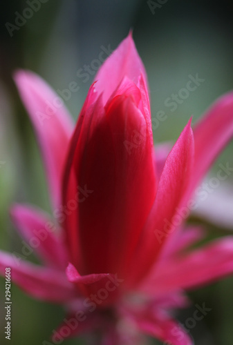 Makroaufnahme einer Kaktusblüte