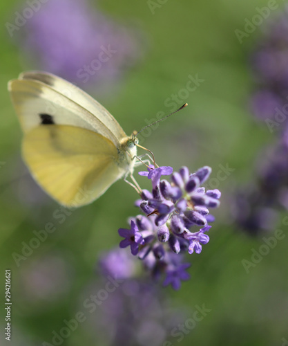 Schmetterling am trinken 