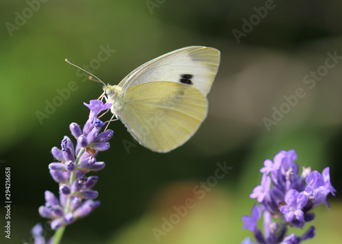 Makroaufnahme eines Schmetterling
