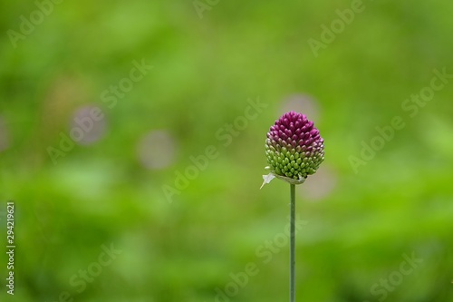 flower of wild garlic  allium vineale