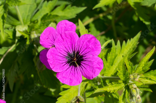 Storchenschnabel  eraniaceae  Bl  te in kr  ftigem lila Pink