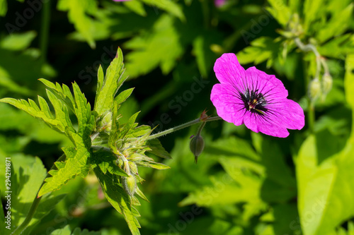 Storchenschnabel, eraniaceae, Blüte in kräftigem lila Pink photo