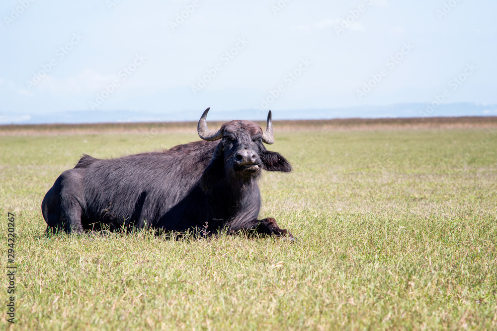 a buffalo lying down on grass at karaoglan village, bursa, turkey a buffalo lying down on grass at karaoglan village, bursa, turkey