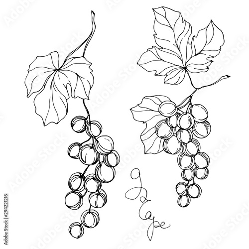 Vector Grape berry healthy food. Black and white engraved ink art. Isolated grapes illustration element.