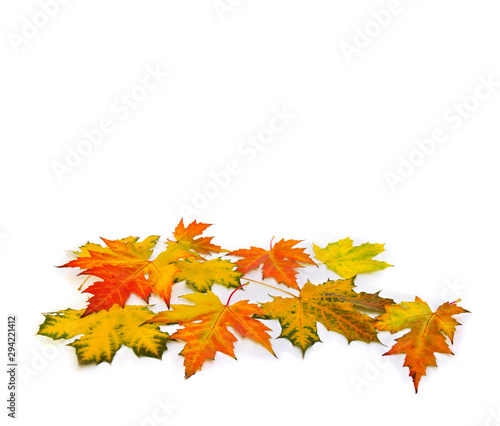 Beautiful autumnal maple leaves on white background with space for text