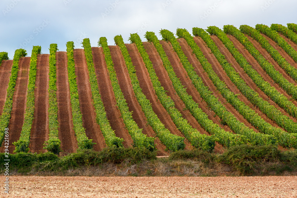 Vineyards in October, La Rioja, Spain