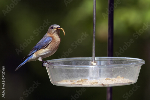 Bluebird with worm in beak sitting on feeder