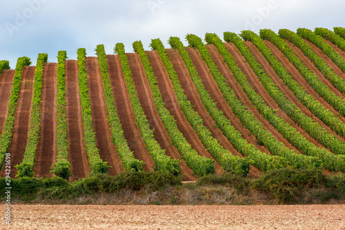 Obraz na płótnie Vineyards in October, La Rioja, Spain w salonie