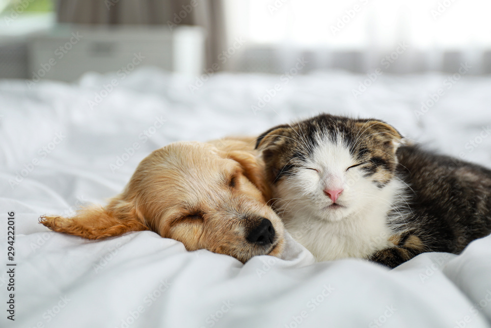 Adorable little kitten and puppy sleeping on bed indoors - obrazy, fototapety, plakaty 