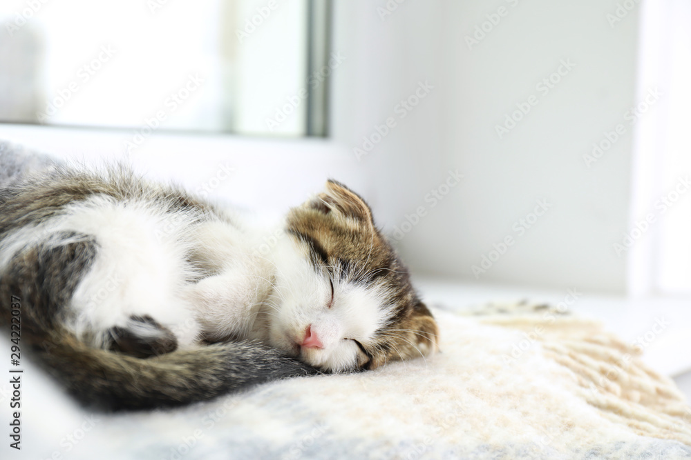 Adorable little kitten sleeping on blanket near window indoors