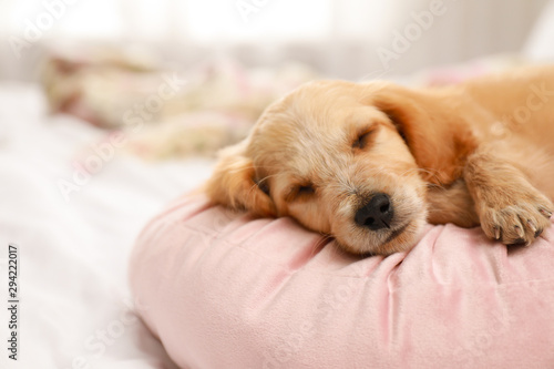 Cute English Cocker Spaniel puppy sleeping on pillow indoors