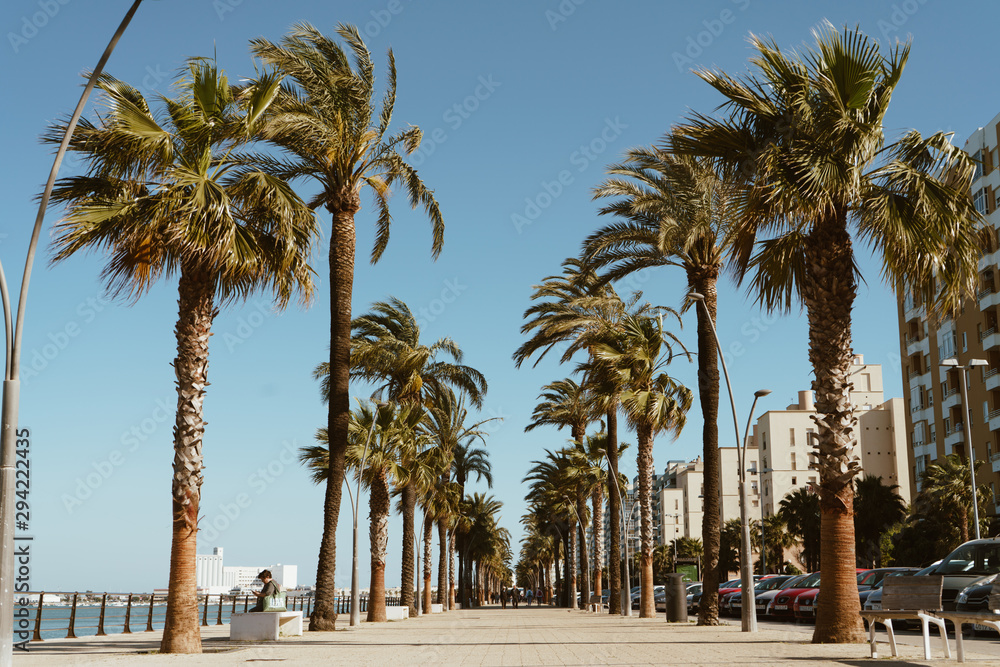 Fototapeta premium View of an alley from palm trees with buildings on the sea coast