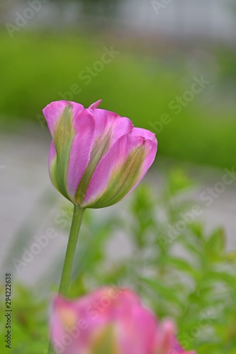 beautiful pink tulips 