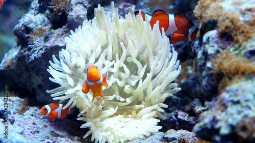 colorful fish swim in an aquarium eat corals and play