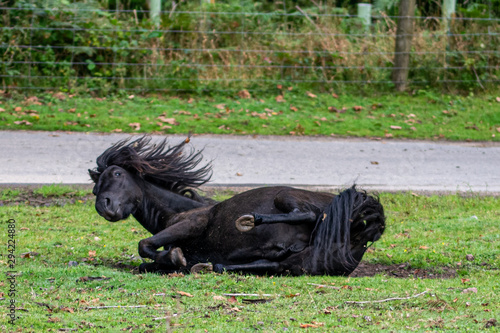 Wild Dartmoor pony scratching back dust bathing in mud