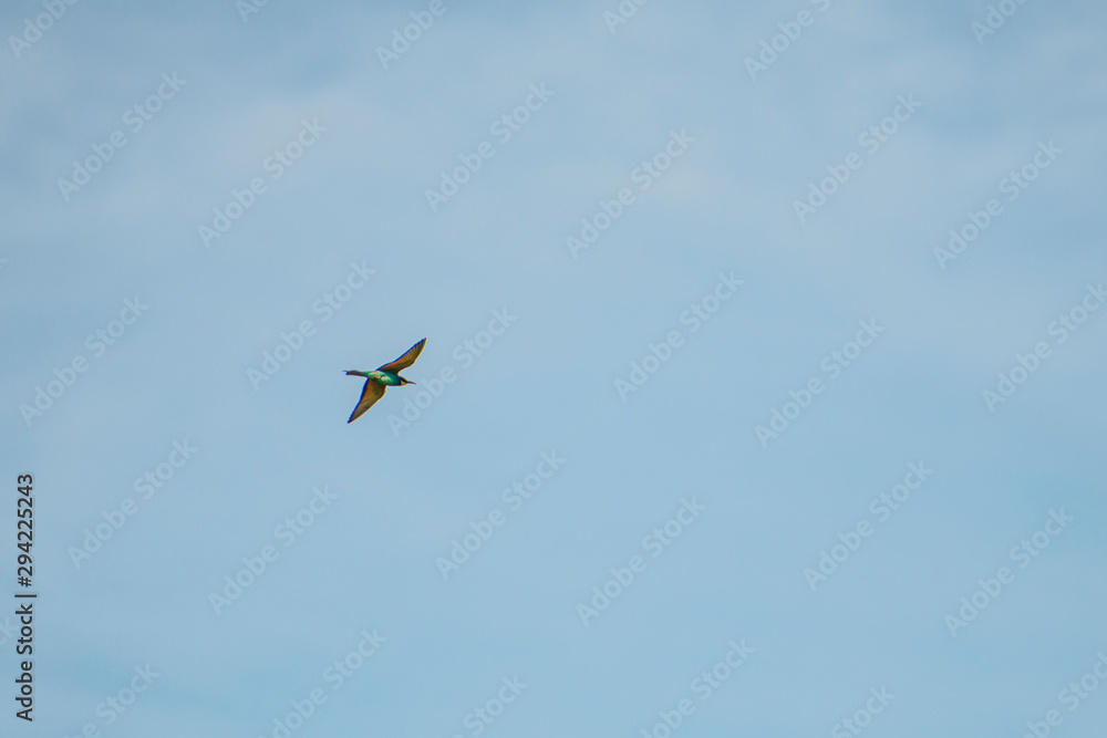 Bee Eater in the fly