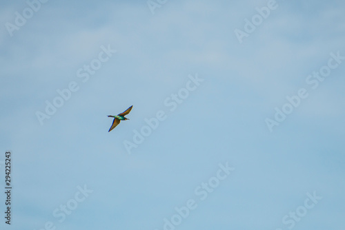 Bee Eater in the fly