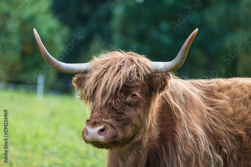 Highland cattle cow portrait on green grassland detail. Bos taurus. Face close-up of one domesticated livestock with horns and brown wavy woolly fur on a rural grazing. Eco pollution. Selective focus.