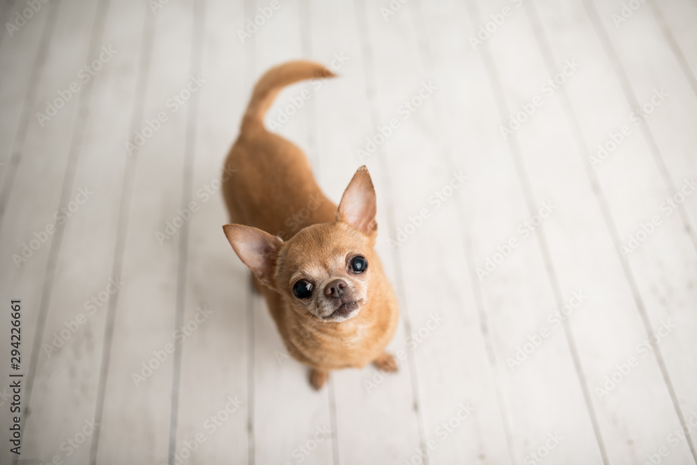 Tan Chihuahua on an indoor photo set, adorable senior dog with cute personality