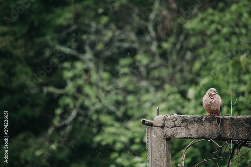 squirrel on tree
