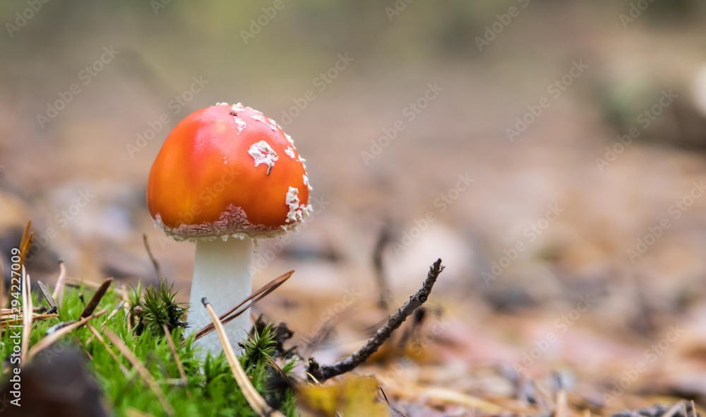 Mushroom with blurred background. Amanita in the forest close-up. Mushroom with blurred background. Amanita in the forest close-up.