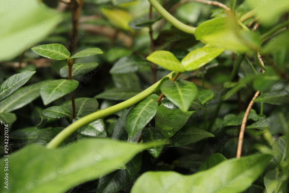 Green Lush Green Lush