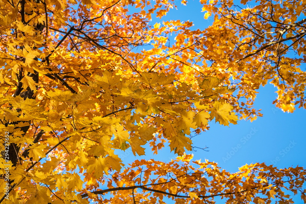 Autumn golden leaves of maple on background of blue sky