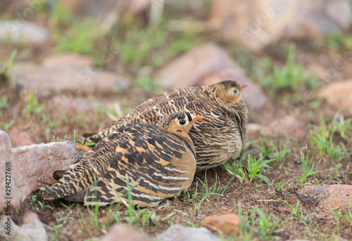 Chestnut-bellied Sandgrouse seen at Tadoba Andhari tiger Reserve Maharashtra India