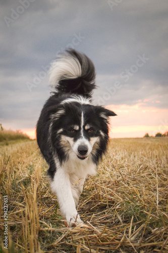 Border collie is going lofty in the grass. He has stone in his mouth so he is so funny. © doda