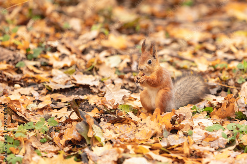 Squirrel in the autumn forest Squirrel in the autumn forest