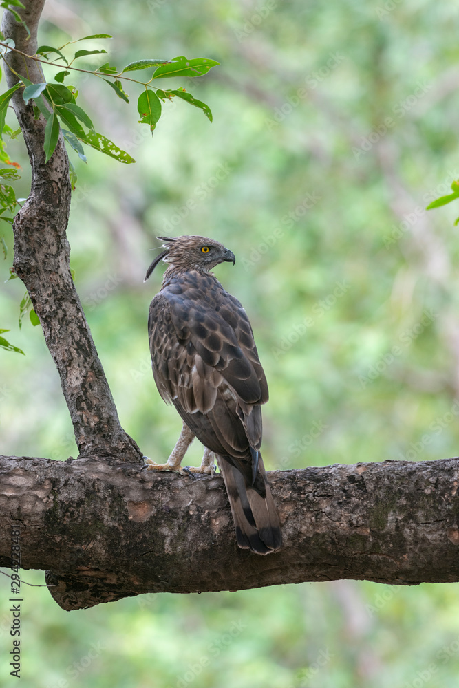 Changeable Hawk Eagle seen at Tadoba Andhari tiger Reserve,Maharashtra,India Changeable Hawk Eagle seen at Tadoba Andhari tiger Reserve,Maharashtra,India