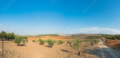 A summer mountain landscape with a grove of young olive trees. Spain, Andalusia.