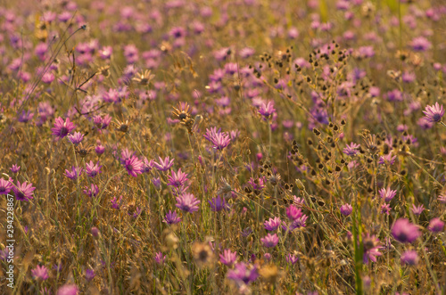 Everlasting  Immortelle or Xeranthemum annuum