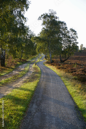 road in the forest