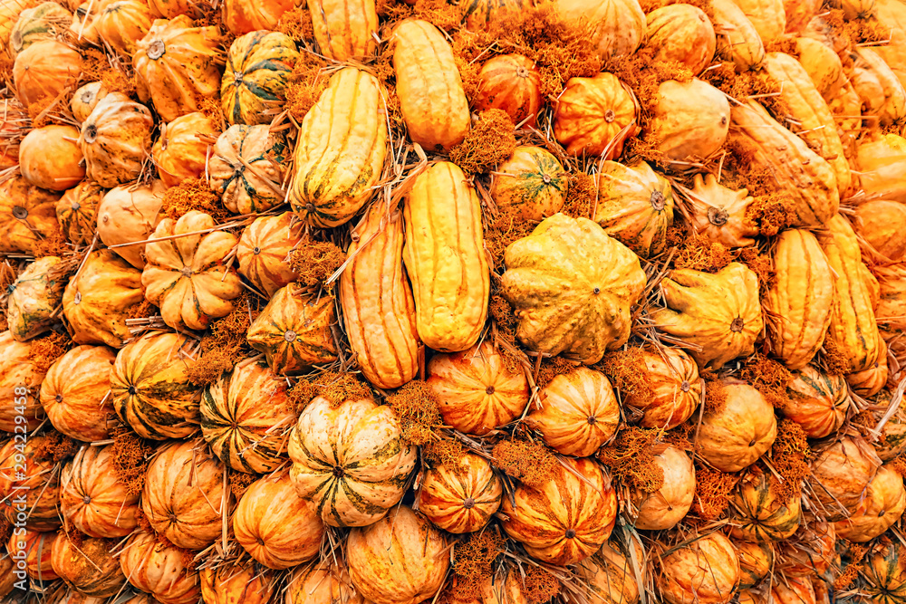 many variety of yellow-orange decorative pumpkins nature background. full frame. autumn farm seasonal market. Thanksgiving day, Halloween concept. template for your design. soft selective focus many variety of yellow-orange decorative pumpkins nature background. full frame. autumn farm seasonal market. Thanksgiving day, Halloween concept. template for your design. soft selective focus