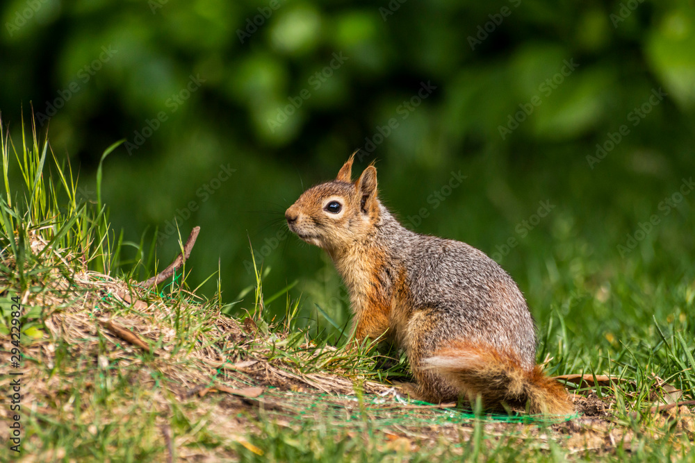 Squirrel on ground. Squirrel nature view. Squirrel portrait. Squirrel funny Squirrel on ground. Squirrel nature view. Squirrel portrait. Squirrel funny