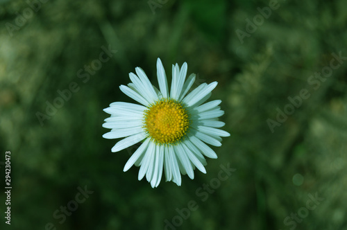 White daisy, Jijel, algeria, Africa photo