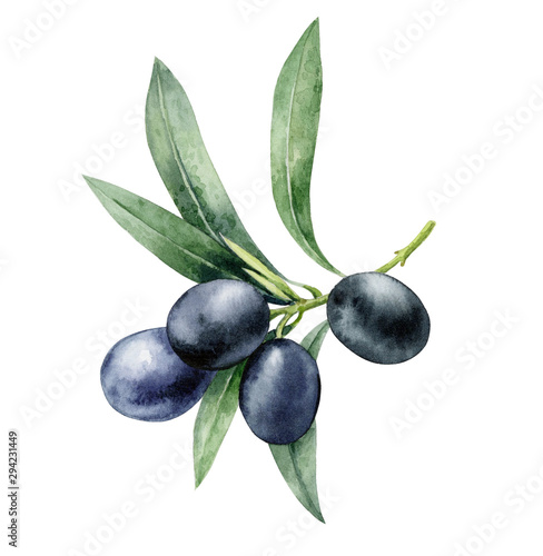 Watercolor illustration of a sprig of black olive on a white background.