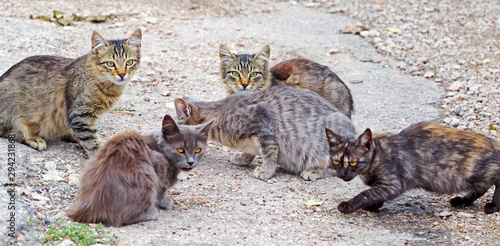 beautiful fluffy stray cats on a walk photo